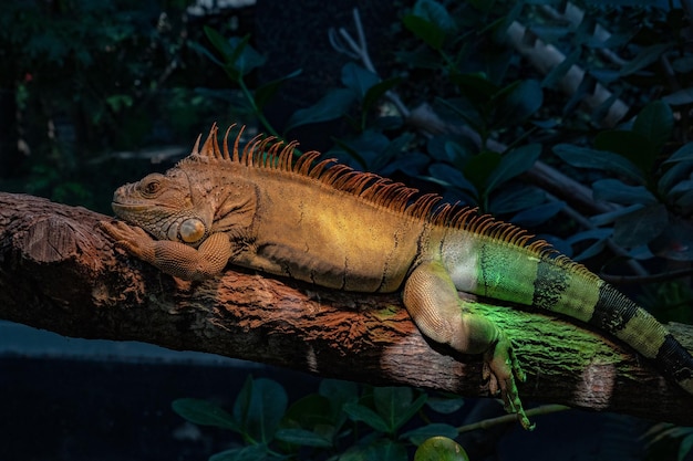 Iguana verde cerca retrato en un árbol