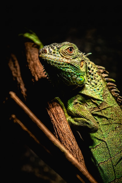 Iguana verde de cerca