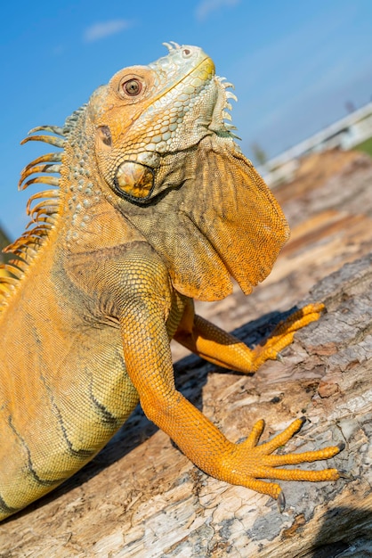 La iguana verde común (Iguana iguana), la iguana americana, es una especie herbívora grande, arbórea.