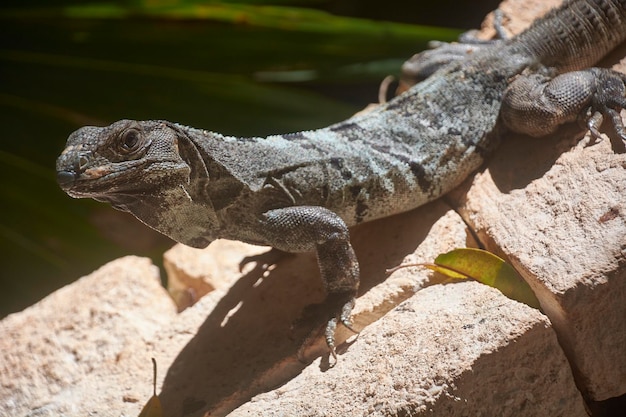 Iguana verde do México