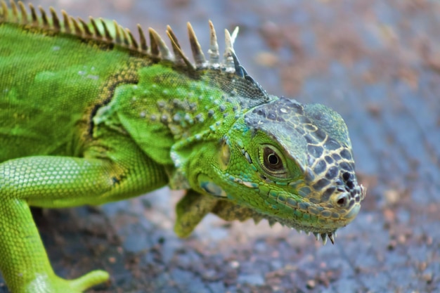 Foto iguana verde em closeup mexico