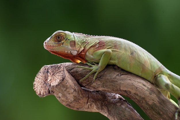 Iguana verde em galho de árvore