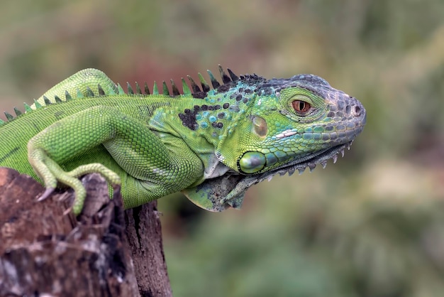 Iguana verde em um galho