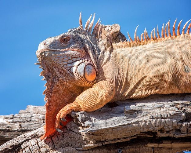 Iguana verde encaramada en una rama