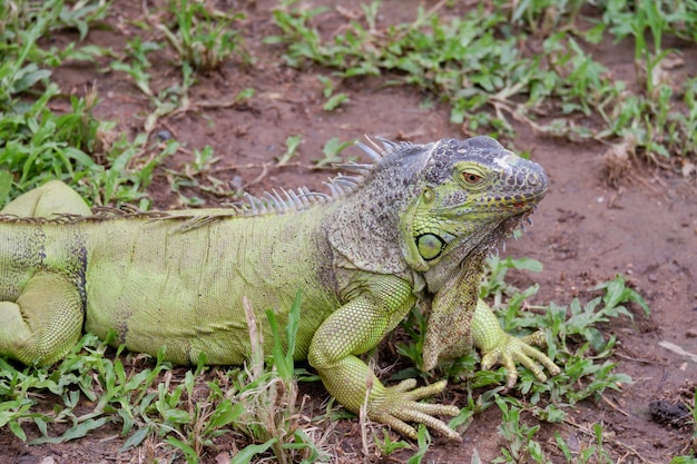 La iguana verde es un animal reptil en el suelo