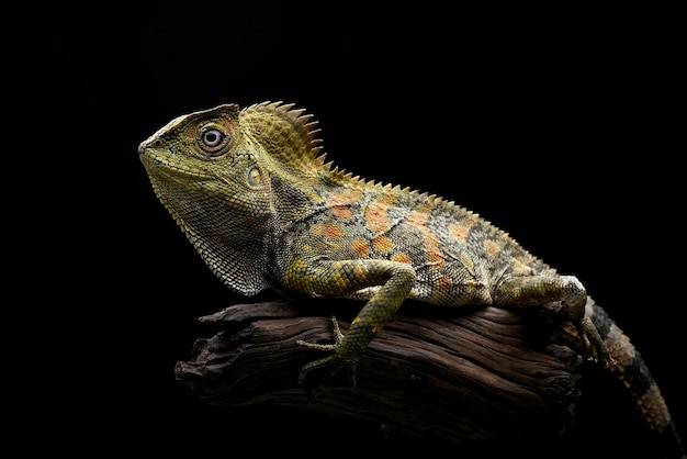 Una iguana verde con un fondo negro