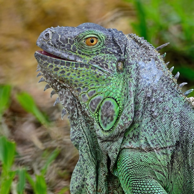 Iguana verde hembra