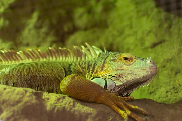 Foto iguana verde, (iguana iguana),