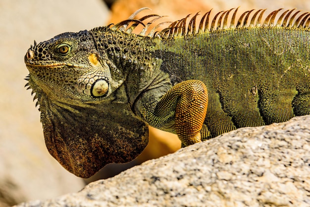 Iguana verde iguana, también conocida como iguana americana.