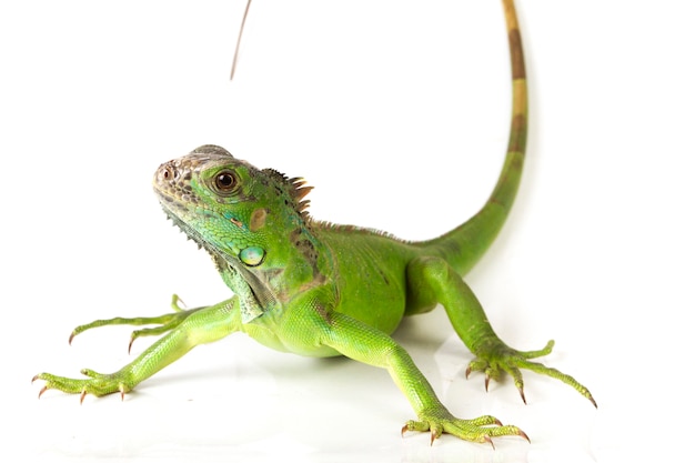 Iguana verde isolada no fundo branco