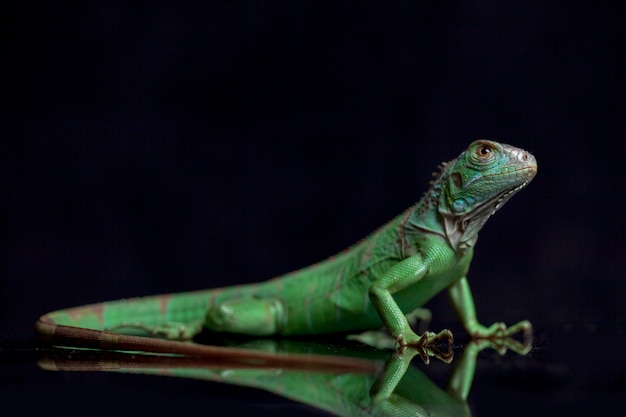 Iguana verde juvenil aislada sobre fondo negro