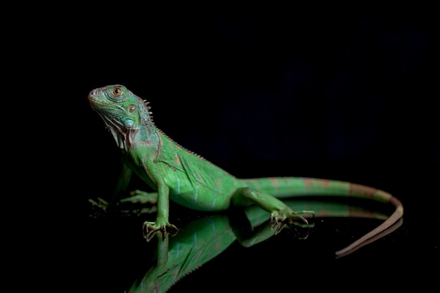 Iguana verde juvenil aislada sobre fondo negro