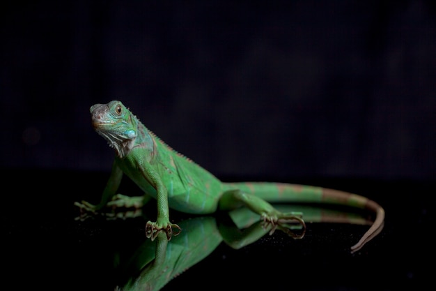 Iguana verde juvenil aislada sobre fondo negro