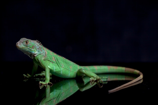 Iguana verde juvenil aislada sobre fondo negro