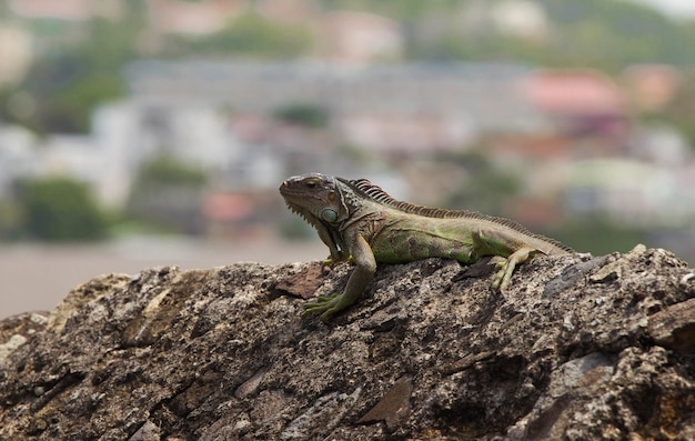 La iguana verde de Martinica