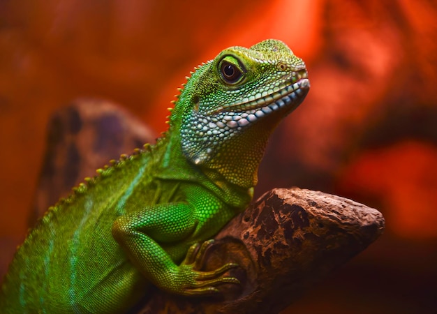 Iguana verde masculina de Aruba Profundidade de campo rasa