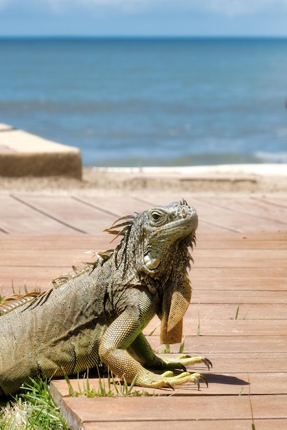 Iguana verde en México con copyspace en la playa
