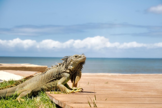 Iguana verde no méxico com copyspace na praia