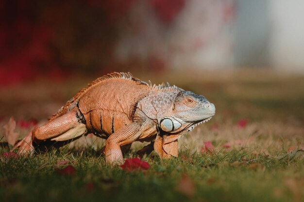 La iguana verde o iguana americana