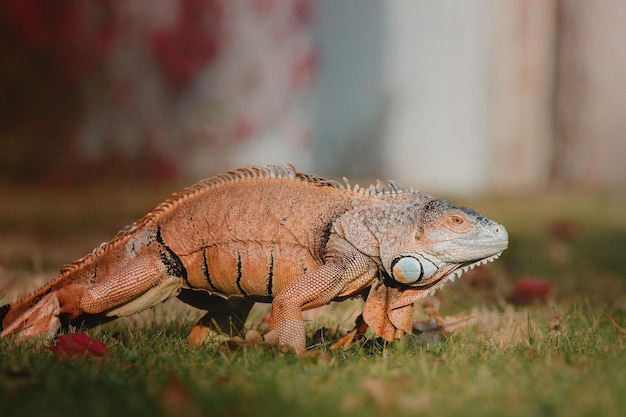 La iguana verde o iguana americana