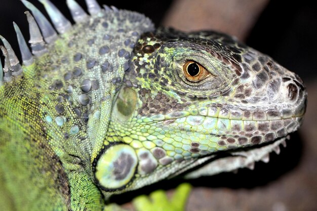 Una iguana verde con un ojo amarillo.