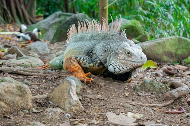 Iguana verde olhando para o solo seco