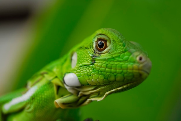 Iguana verde en primer plano con fondo verde biodiversidad de América del Sur y Brasil