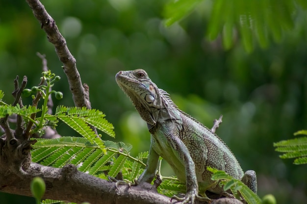 Iguana verde en una rama