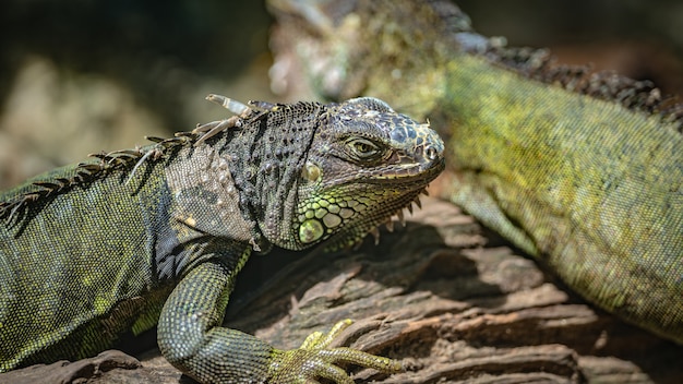 Iguana verde réptil