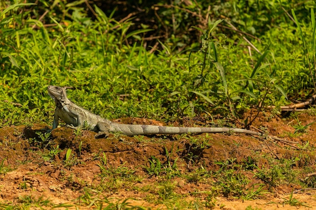 Iguana verde selvagem close-up no habitat natural Wild brasil vida selvagem brasileira pantanal selva verde iguana iguana