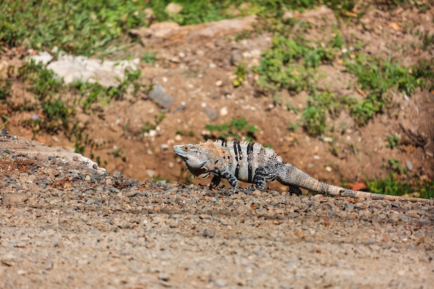 Iguana verde selvagem na Costa Rica