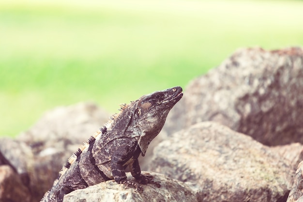 Iguana verde selvagem na costa rica