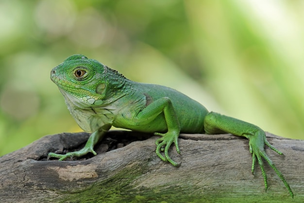 Una iguana verde se sienta en una rama en la selva.