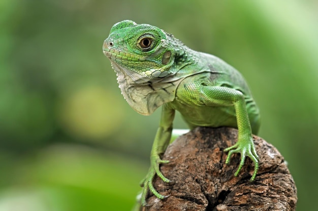 Foto una iguana verde se sienta en el tocón de un árbol.