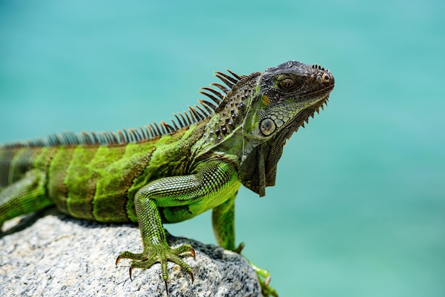 Iguana verde também conhecida como iguana americana, espécie herbívora de lagarto do gênero iguana