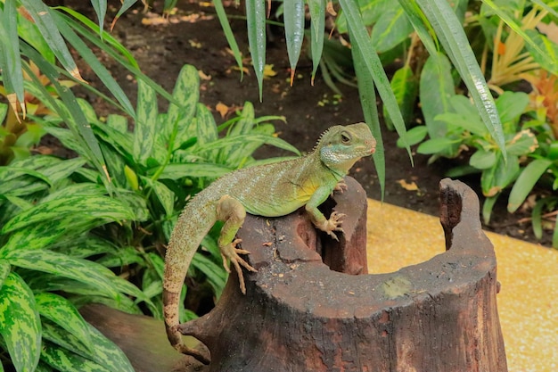 Foto iguana verde tomando el sol en un tronco en el zoológico