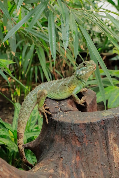 Foto iguana verde tomando el sol en un tronco en el zoológico