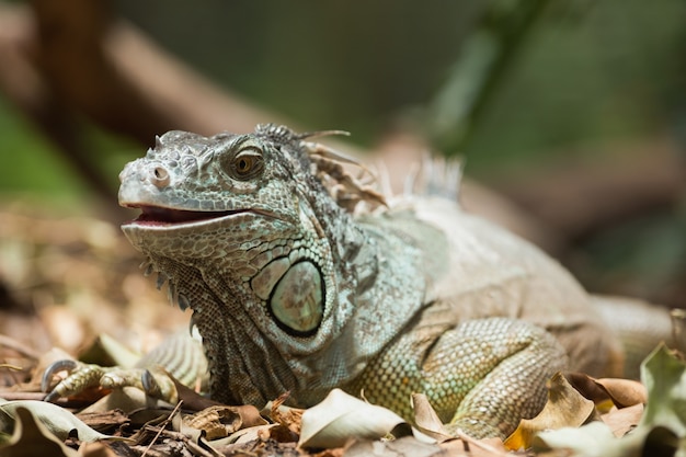 Iguana verde