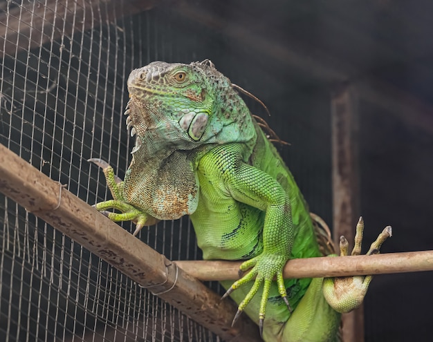 Iguana verde