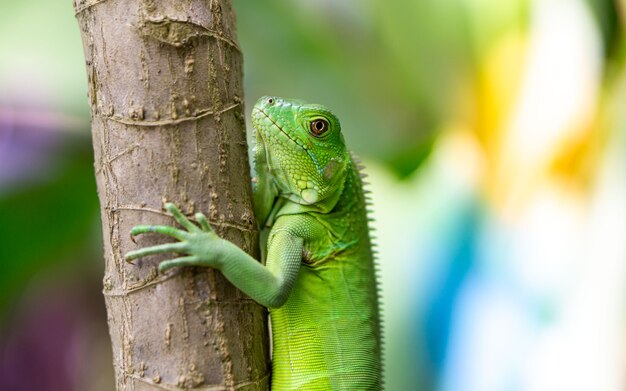 Iguana verde