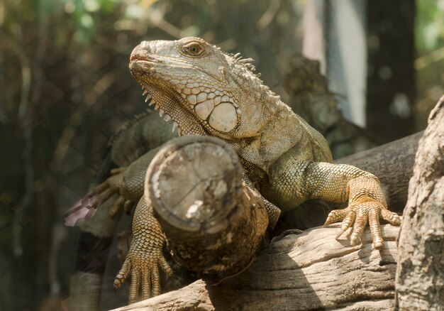 Iguana en el zoológico abierto, Tailandia