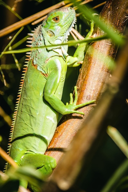 Foto la iguana