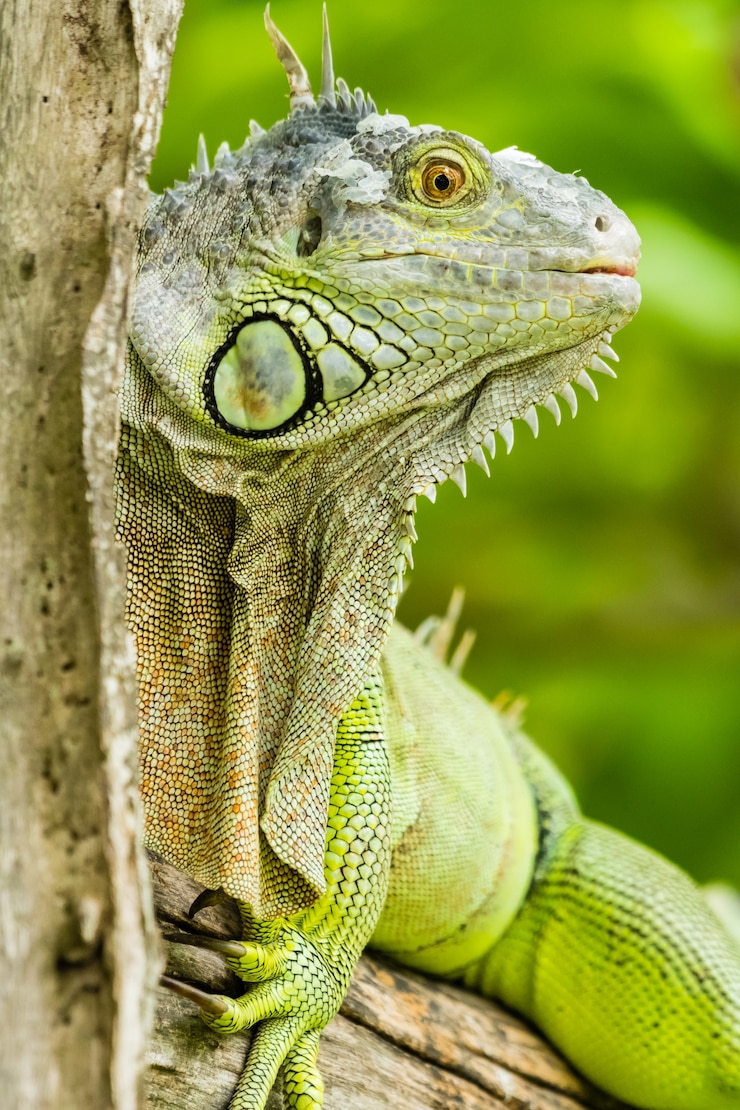 Foto iguana