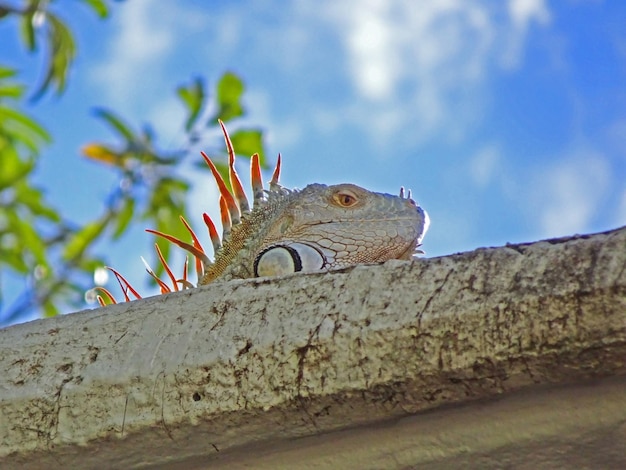 iguana