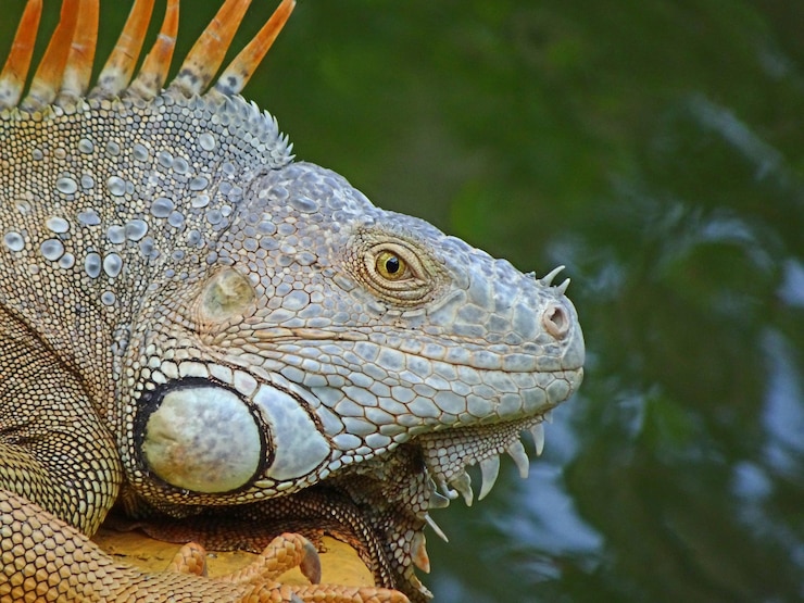 Foto iguana