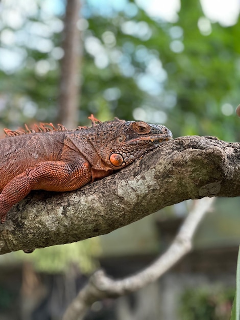 Foto iguana