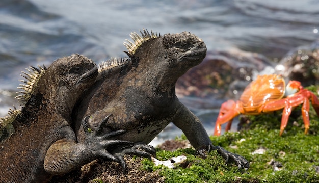 Las iguanas marinas están sentadas en las rocas con el telón de fondo del mar