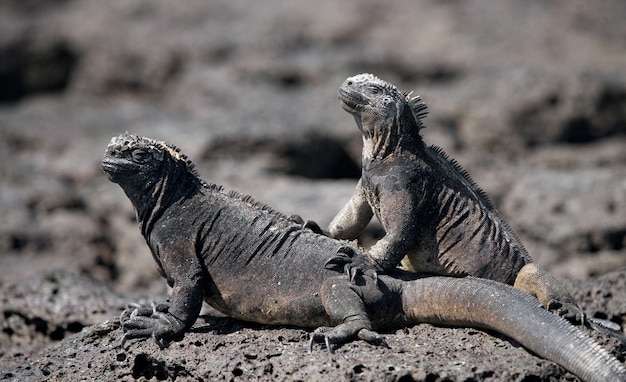 Iguanas marinas sentadas en las rocas