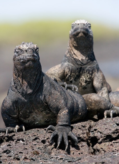 Iguanas marinas sentadas en las rocas