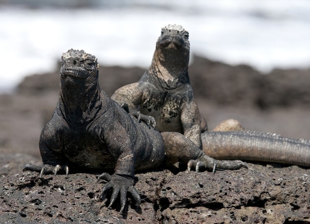 Iguanas marinhas sentadas nas rochas